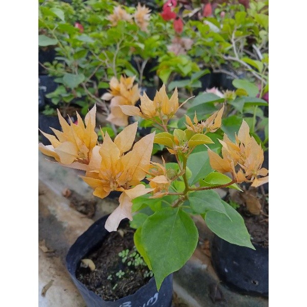 Bougenville Bunga Tumpuk Kuning / Bougenville Hawai Kuning