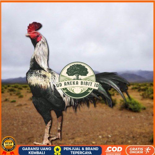 

telur ayam pama ninja original untuk di tetaskan berkualitas unggul UD ANEKA BIBIT ID