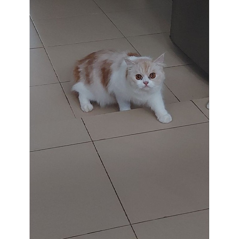 Calon Indukan / Kucing Dewasa Persia Oren Putih Betina Umur 11 Bulan 16 Hari