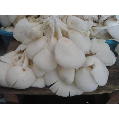 

Jamur Tiram segar 100gr