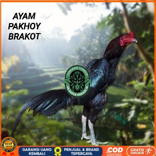 

Telur Ayam Pakhoy Full Brakot Vertil Siap Di Tetaskan Jaminan Super Oiginal Bergaransi UD_SUPER_UNGGUL_ID