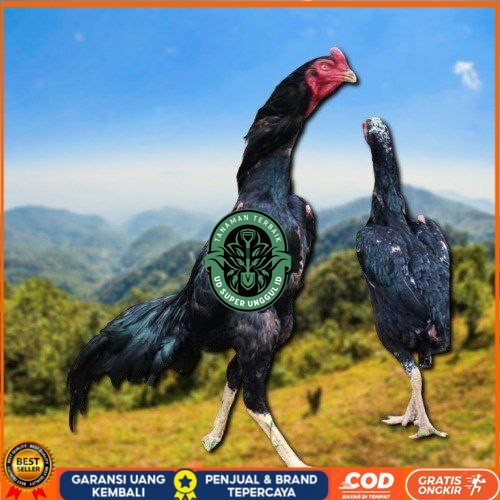 

Shamo Perfeck terlaris 100% UD_SUPER_UNGGUL_ID