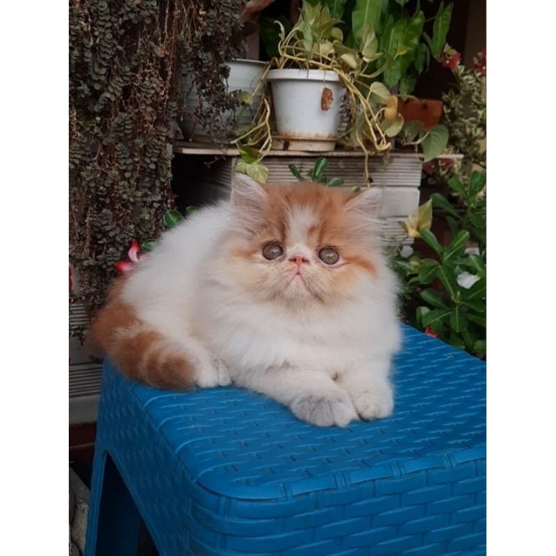 Kucing anggora kecil kucing persia