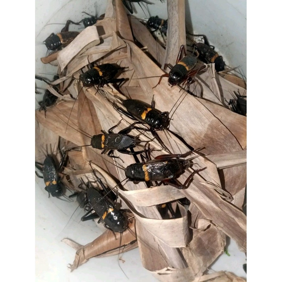 mazata garut (jangkrik) Jangkrik Aduan / Jangkrik Hidup / Jangkrik Aduan Hidup / Kandang Jangkrik / 