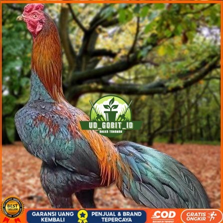 

Telur Ayam Pakhoy Trah Maneedaeng Vertil Siap Di Tetaskan Jaminan Super Oiginal Bergaransi UD_GOBIT_ID