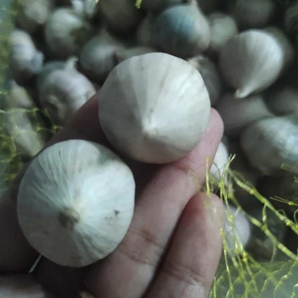 

Promo Bawang Lanang Import premium kemasan 500grm dan 1kg size Besar - kecil, 1/2kg terlaris
