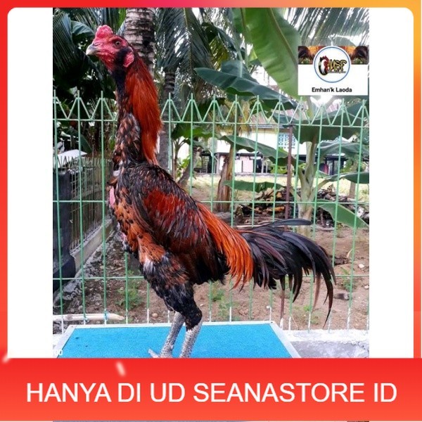 

telur tetas ayam khoyngon original berkualitas UD SEANASTORE ID