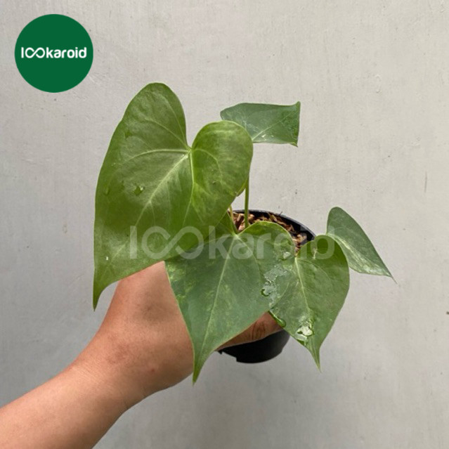 Tanaman Hias Anthurium Sweet Love Variegata | Kuping Gajah Sweet Love Varigata