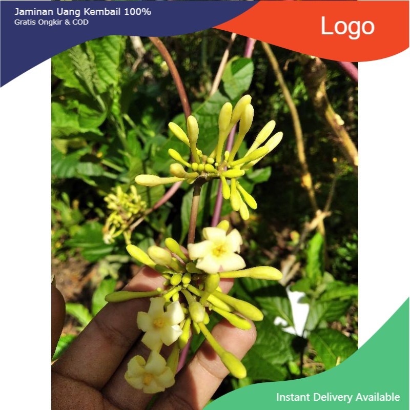

New Promo bunga pepaya segar organik non pestisida COD