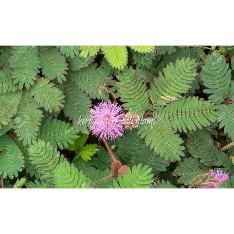 

SAHABTANI Herbal Akar Batang Dan Daun Putri Malu Segar 100 Gr