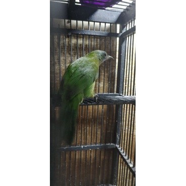 cucak cungko/cak cungkok betina siapan