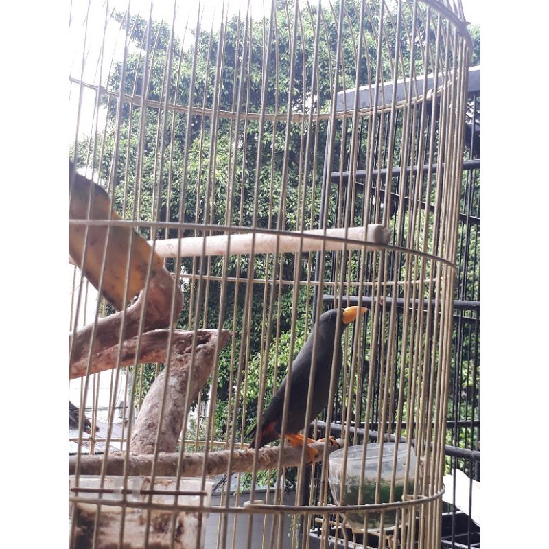 JALAK  RIO-RIO MULUS RAWATAN (masteran) makan voer