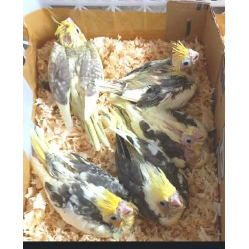 BURUNG FALK ANAKAN LOLOHAN SATUAN