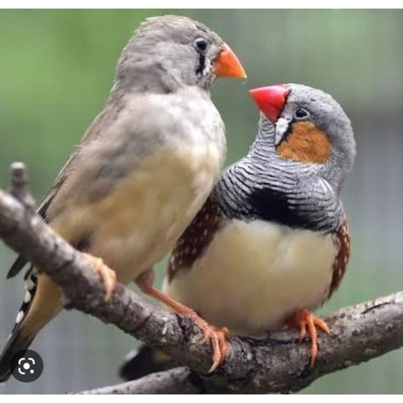 ZEBRA FINCH AUSSY SEPASANG