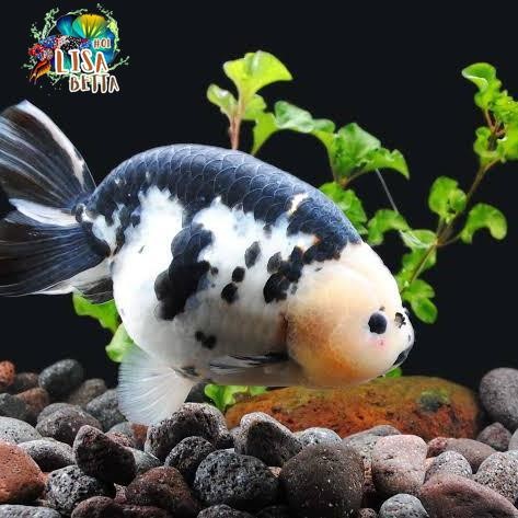 maskoki ranchu cow / ranchu  4-6 cm sapi