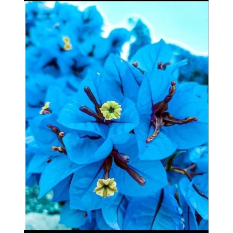 terlaris Promo Termurah Tanaman Hias Bougenville Bunga Biru Tanaman Hias Bougenville Bunga Biru