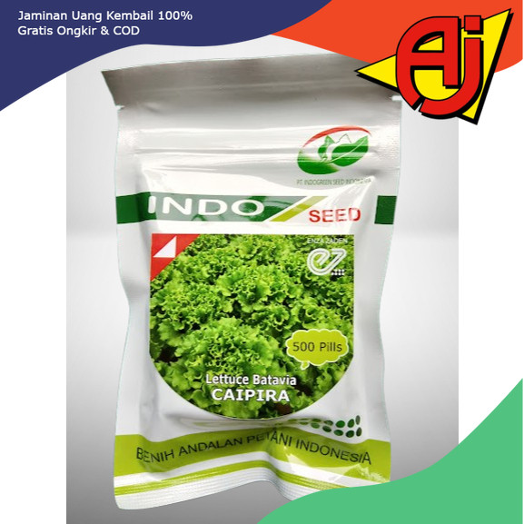 Bibit Selada Lettuce Batavia Caipira 500 Pills - Asli Indo Seed & Enza Zaden
