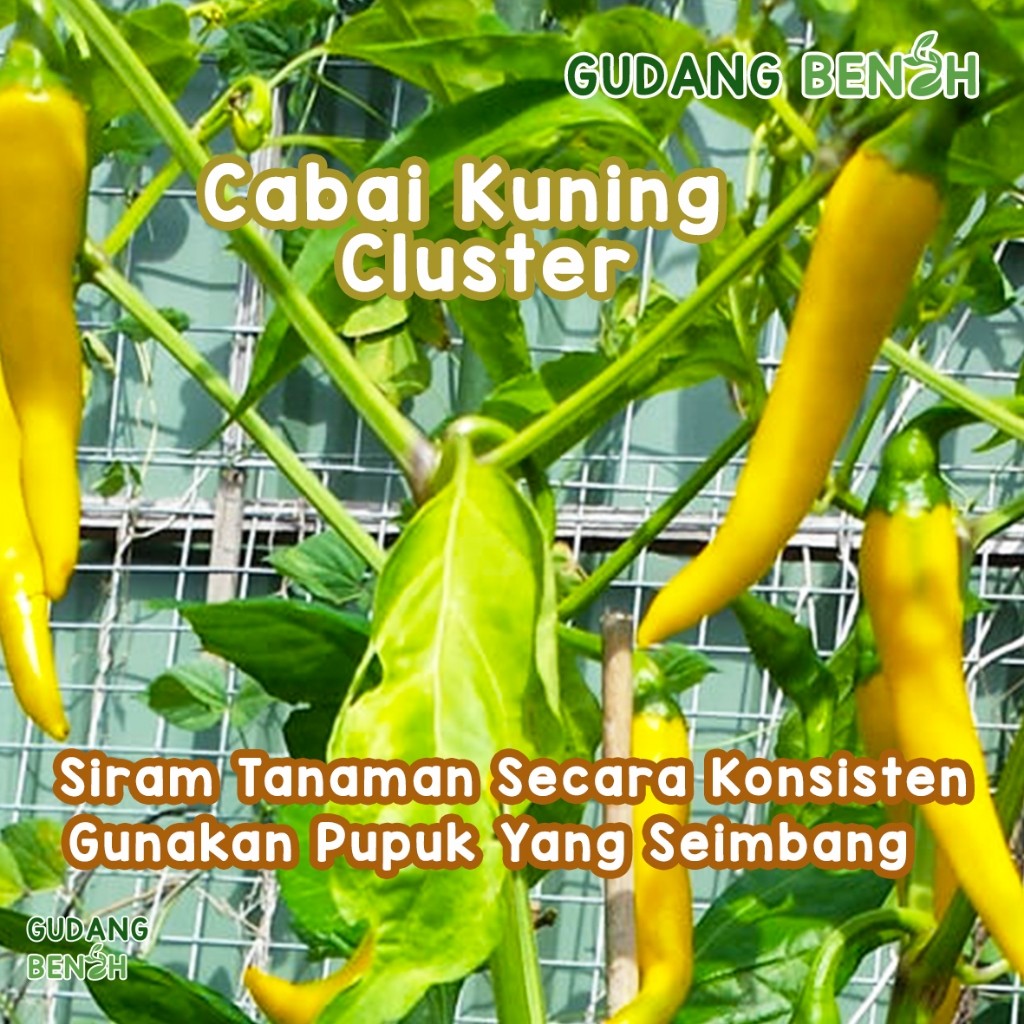 Isi 100 Benih Unggul Cabai Kuning Cluster
