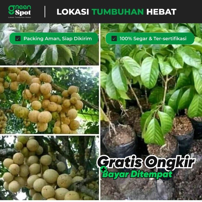 

Bibit Duku Cepat Berbuah Tinggi 1 Meter