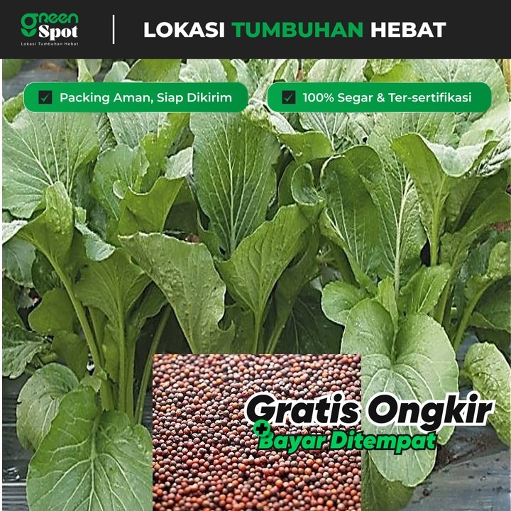 Benih Sawi Hijau | Sawi Caisim | Sayuran Sawi