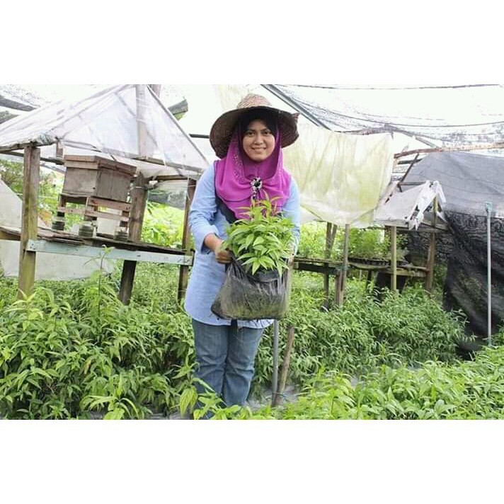 

Daun Belalai Gajah 1kg Si Pembunuh Kanker