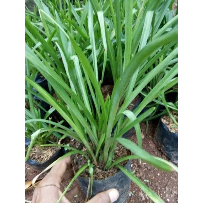 TANAMAN BUNGA SEDAP MALAM - POHON HIDUP BUNGA SEDAP MALAM RIMBUN