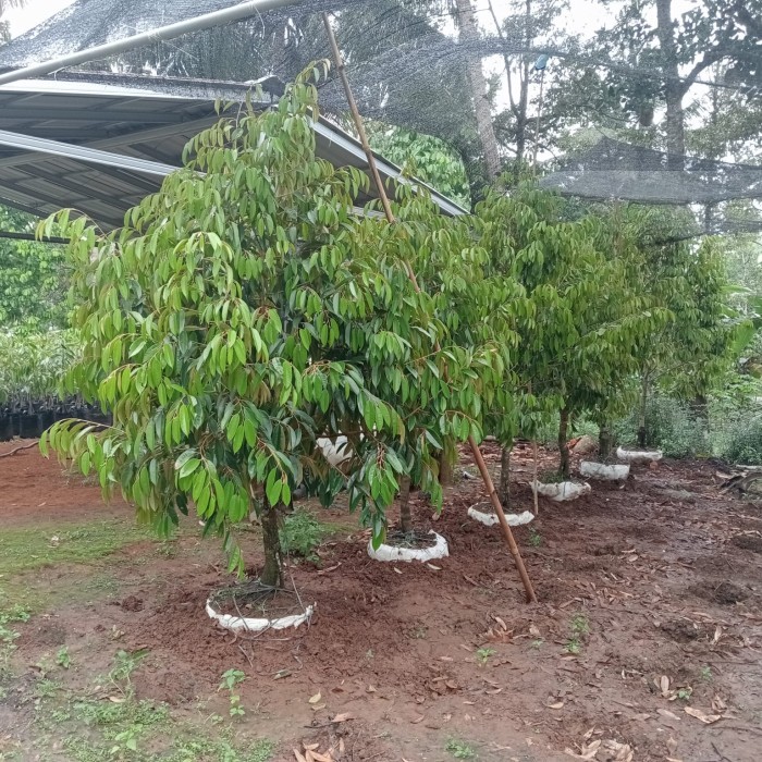 Bibit Pohon Duren Bawor Siap Buah/Pohon Duren Bawor Btg Jumbo berbuah/duren bawor
