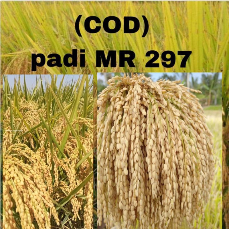 BENIH PADI MR 297 kemasan 1 KG