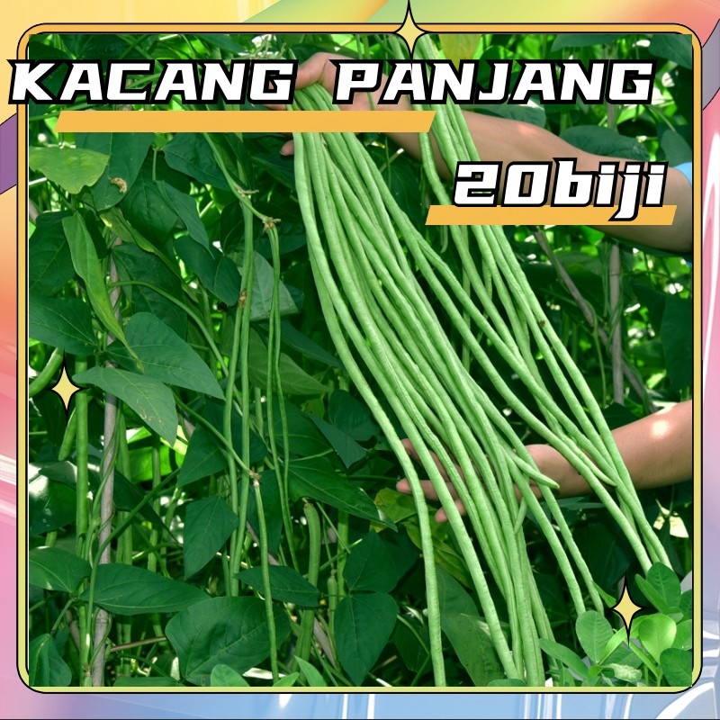 [Hasil tinggi]KACANG PANJANG HIJAU COD - 20 Biji / Benih / Bibit KACANG PANJANG HIJAU UNGGUL - Bibit