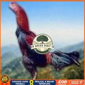 

telur ayam cos shamo asli untuk di tetaskan UD ANEKA BIBIT ID