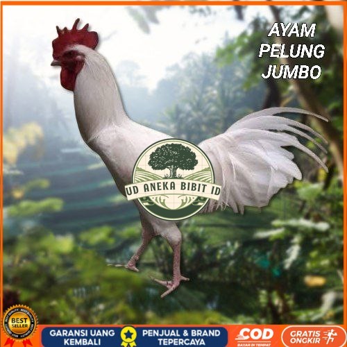 

telur ayam pelung jumbo super bisa untuk di tetaskan UD ANEKA BIBIT ID