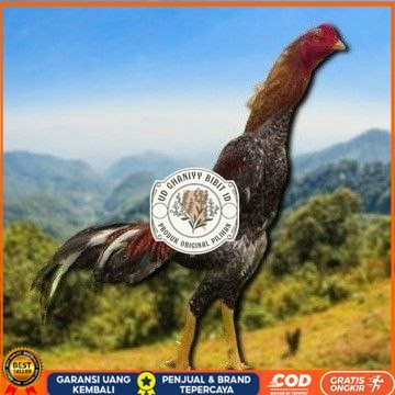 

telur tetas ayam shamo besar UD GHANIYY BIBIT ID