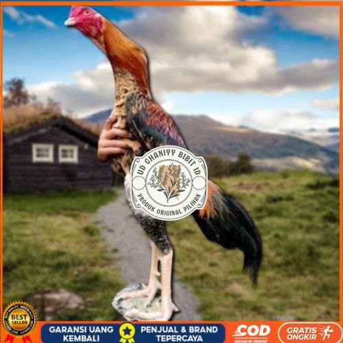 

telur tetas ayam oshamo besar UD GHANIYY BIBIT ID