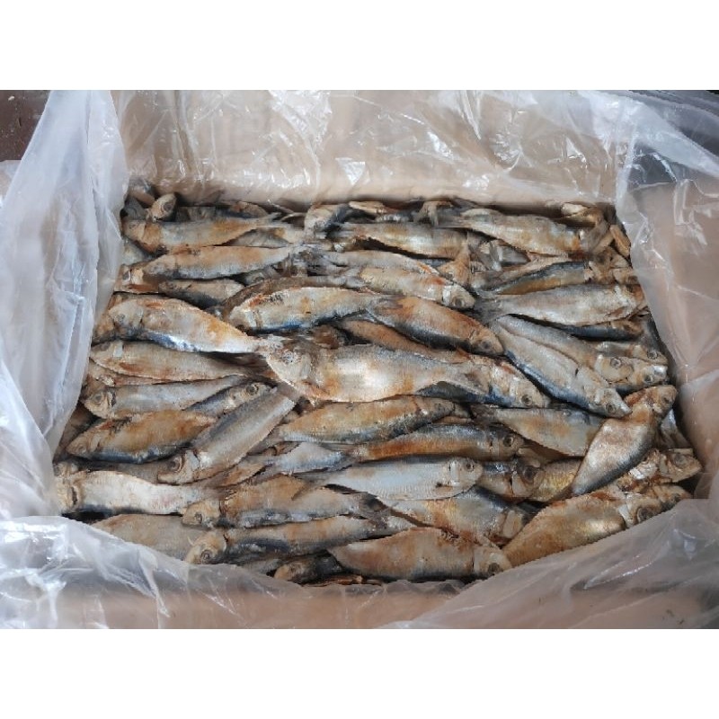 

PREMIUM Ikan Asin Tanjan Tembang 1Kg Gurih Renyah