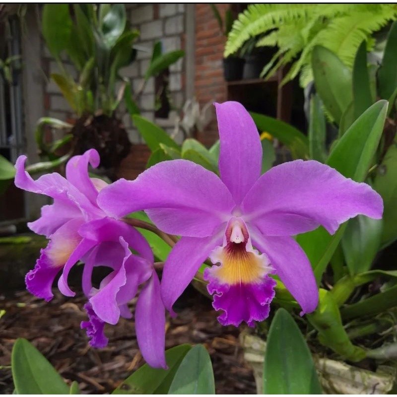 Anggrek Cattleya Mantini