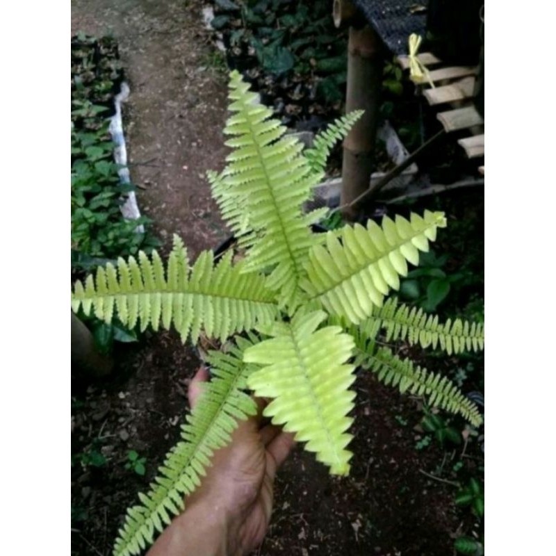 tanaman hias pakis kelabang jumbo super rimbun