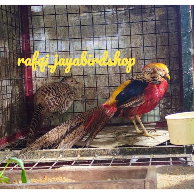 ayam golden pheasant sepasang dewasa