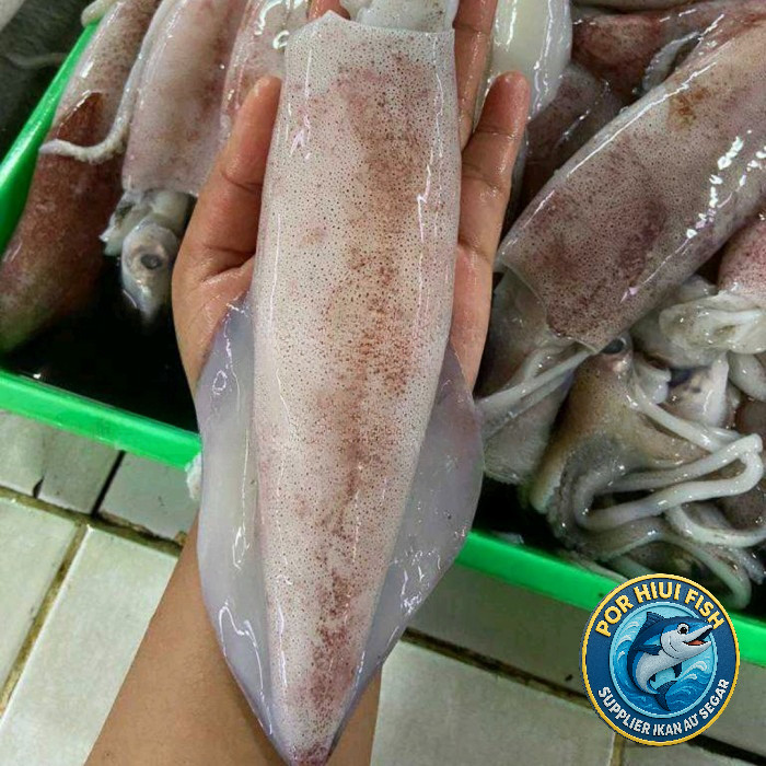 

CUMI BESAR SEGAR FRESH 1 KG - 500 gram