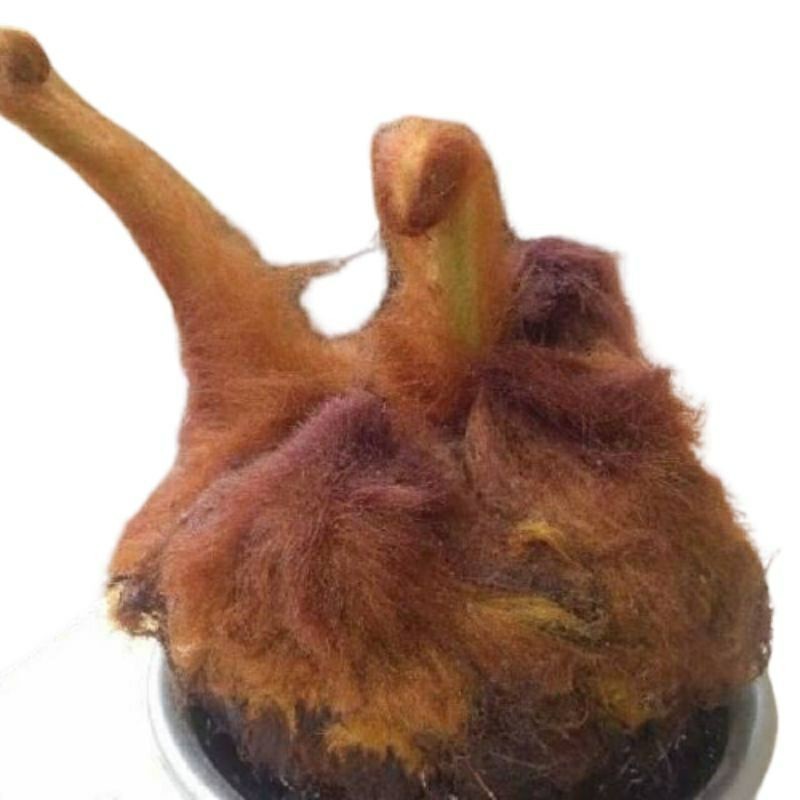 Cod Pakis Monyet Bulu coklat tanaman hias pakis monyet asli murah .