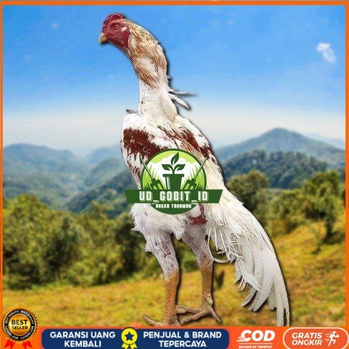 

telur tetas ayam shamo high quality UD_GOBIT_ID