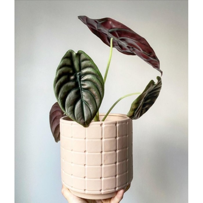 Alocasia cuprea hitam / keladi tengkorak ukuran anakan