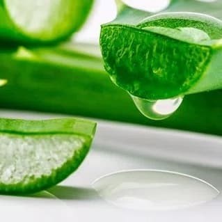 

Aloe Vera Extract / Ekstrak Lidah Buaya (1L)