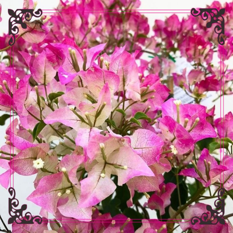 TANAMAN HIAS BUGENVIL BUNGA KERTAS//BAMBINO MAJIK (TANAMAN)