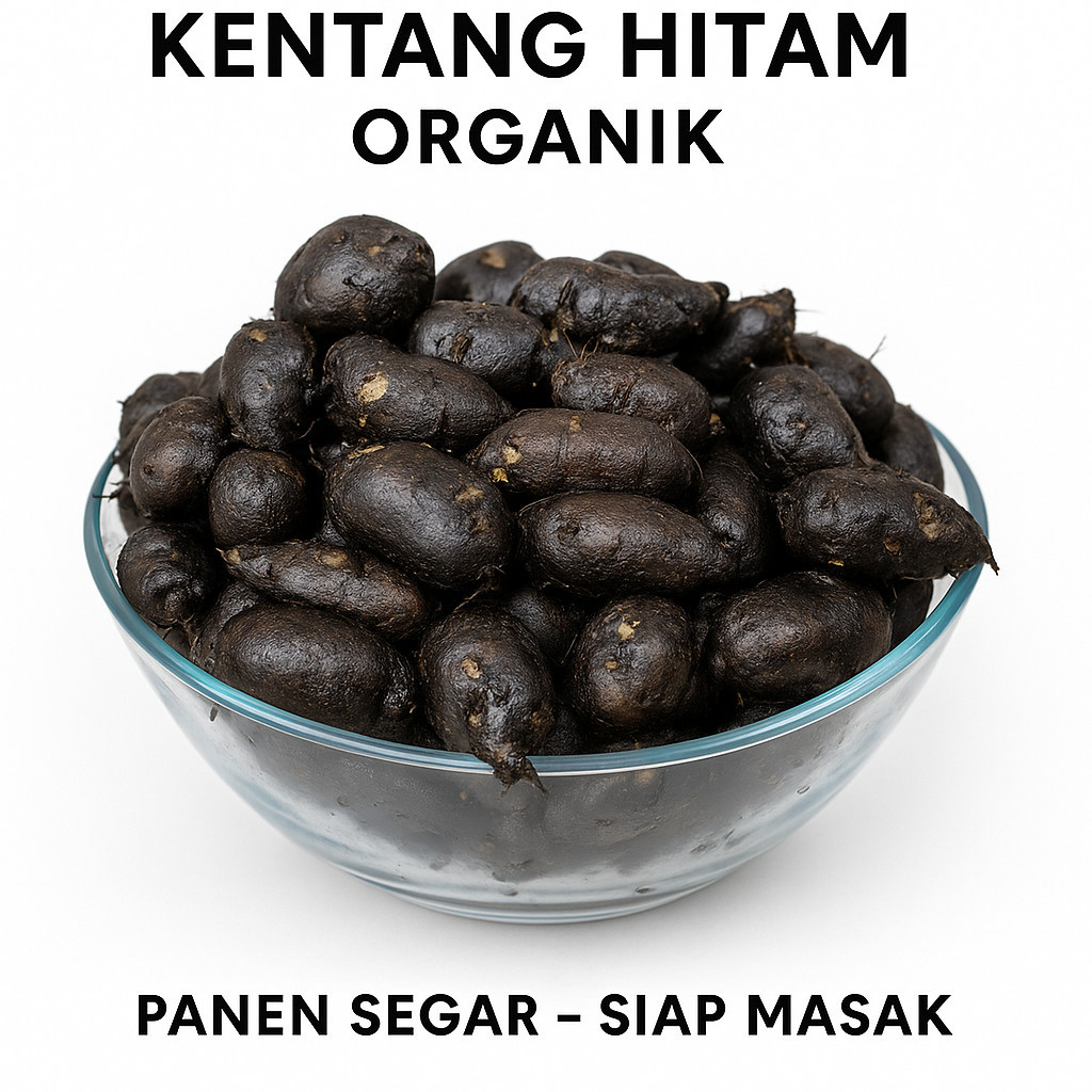 

Kentang Hitam Segar Premium 250–500gr | Fresh Black Potato | Bebas Pestisida
