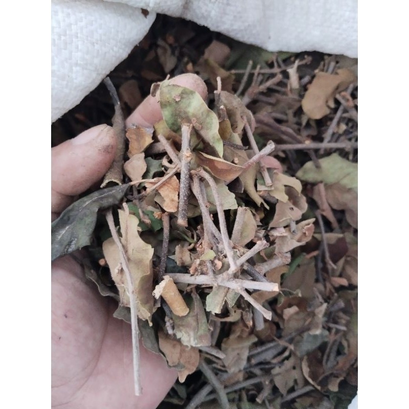 

daun benalu teh kering 500gram