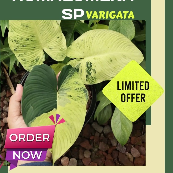 homalomena varigata sp