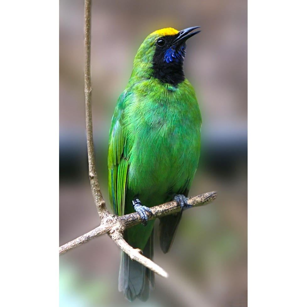 Ready Burung Cucak Ijo Medan Bahan Jantan