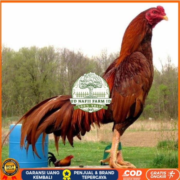 

3 EKOR TELUR BIRMA SUPER PROMO MURAH (COD) original berkualitas UD NAFII FARM ID