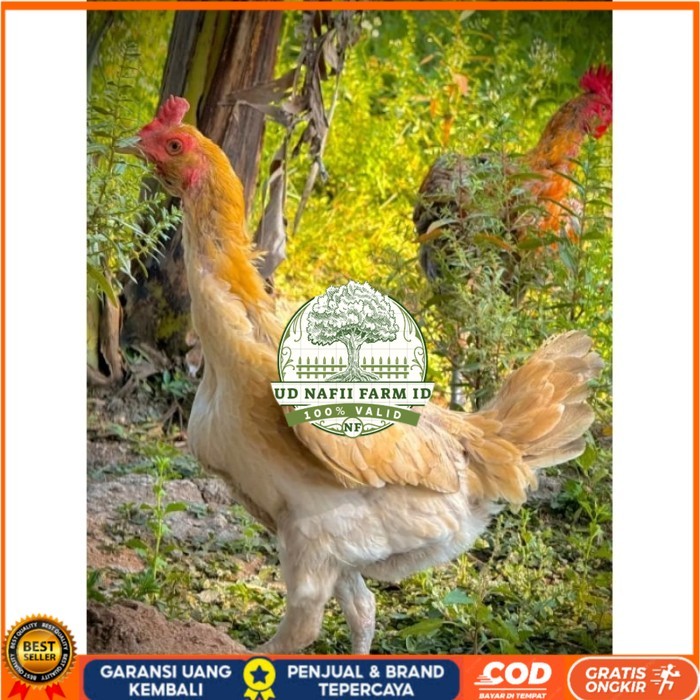 ayam Plucker/Plakerr mewah(telur fertill) original berkualitas UD NAFII FARM ID