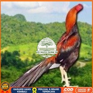 

PAKET 3 BUAH TELUR AYAM BANGKOK EKOR LIDI (FRESH) UD NAFII FARM ID